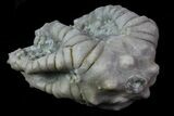 Bargain, Cyathocrinites Crinoid Fossil - Crawfordsville, Indiana #68504-3